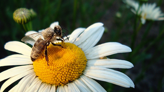 Диагностика болезней пчел – в помощь пчеловоду!